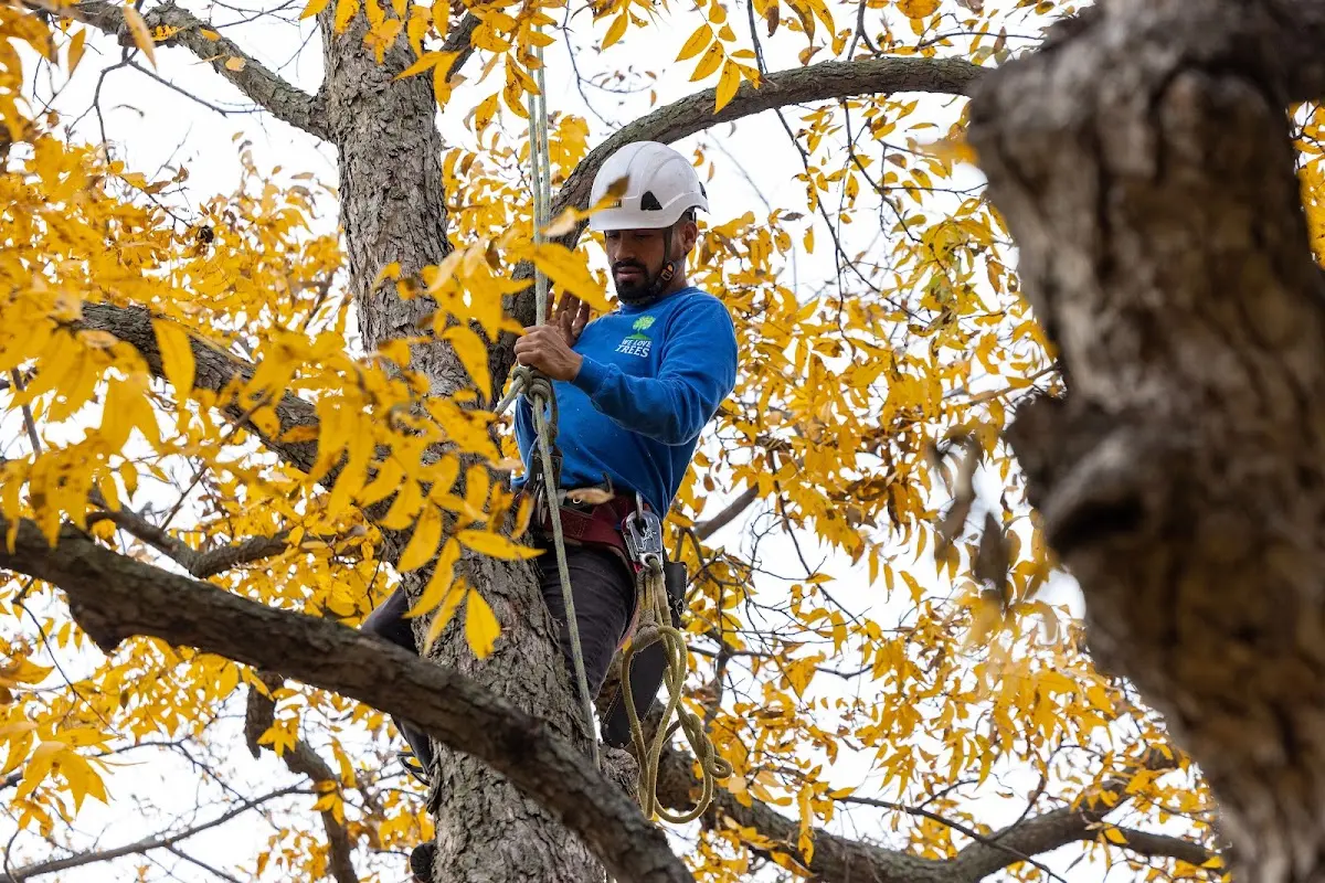 Skilled Tree Pruning crew working in Bloomfield